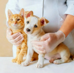 Мобильные пункты вакцинации домашних животных от бешенства